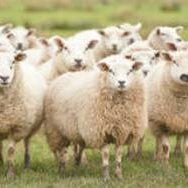 The Untold Story of Your Brand New Wool Rug