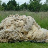 Benefits of a Wool Rug