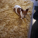 Photo by Shaz, | Think Rugs polar pl95 yellow Living Room Shaggy Rug.