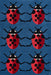 Woven Edge natural world ladybird Blue, Multicoloured, Red Living Room Wool Rug.